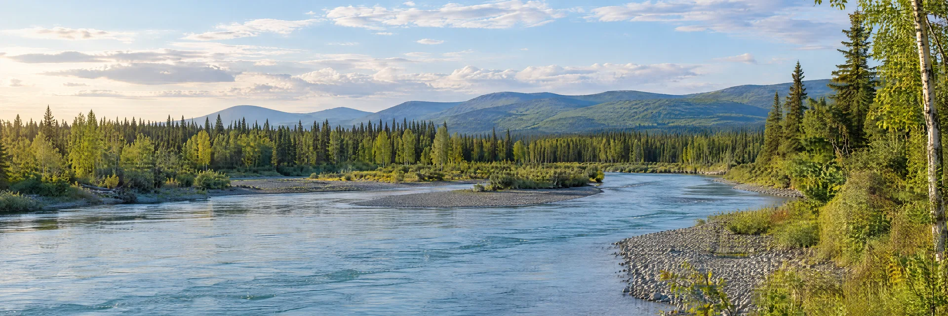 Illustration inspired by Kasilof, AK: alaska Kenai Peninsula river, spruce and birch forest, gravel banks and distant low hills.