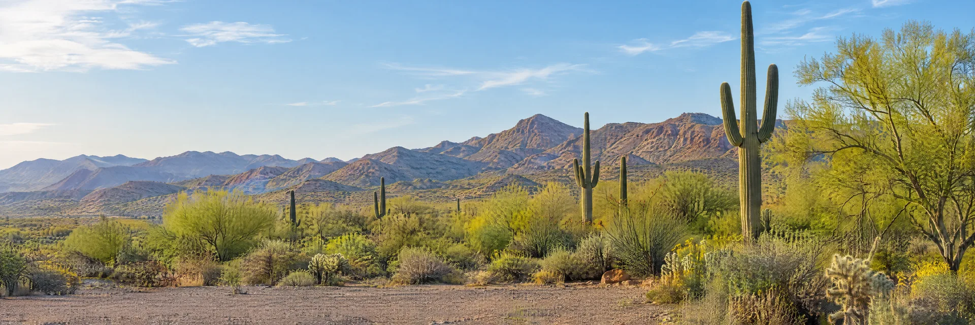 Illustration inspired by Avondale, AZ: central Arizona Sonoran Desert, open gravel clearing, scattered saguaro and palo verde and distant low rugged desert mountains.