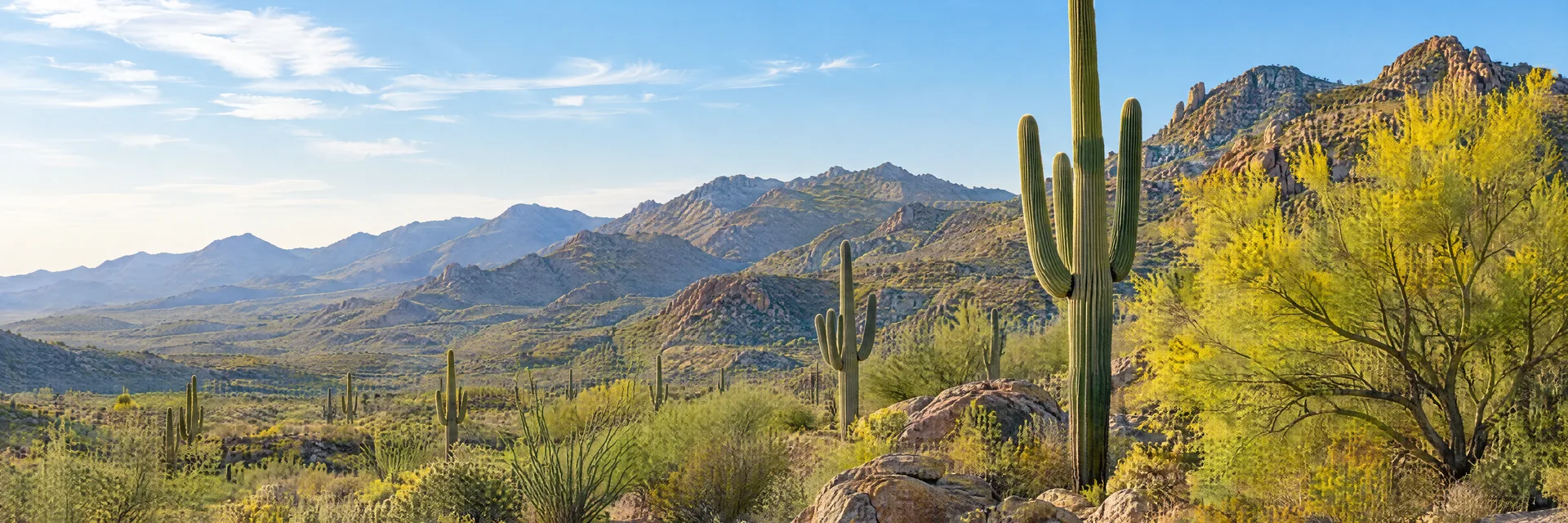 Illustration inspired by Cave Creek, AZ: sonoran Desert saguaro and palo verde with rocky foothills.