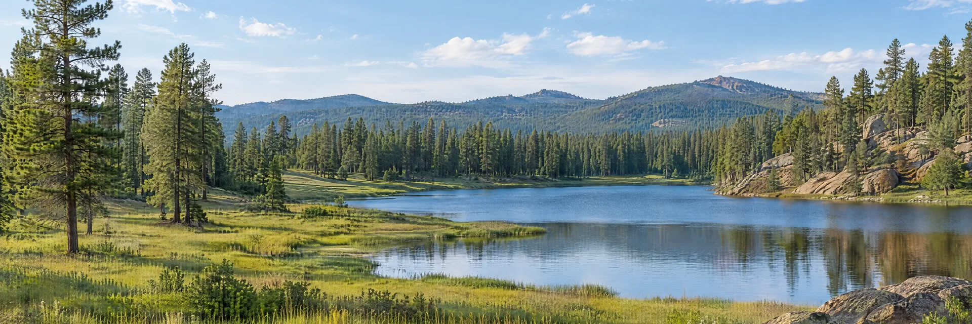 Illustration inspired by Forest Lakes, AZ: arizona high-elevation ponderosa pine forest, grassy meadow and small clear lake.