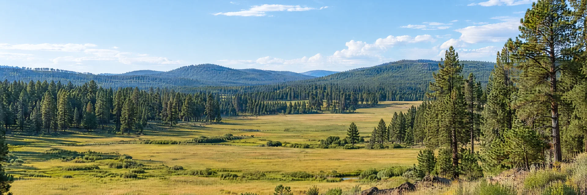 Illustration inspired by Mormon Lake, AZ: northern Arizona high plateau, ponderosa pine forest, broad grassy meadow basin and low distant wooded ridges.