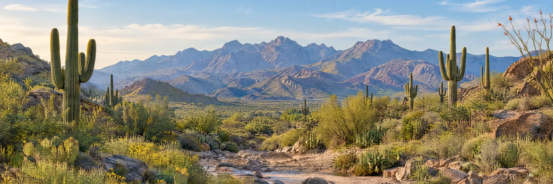 Illustration inspired by Phoenix, AZ: sonoran desert wash with saguaros and rugged distant mountains.