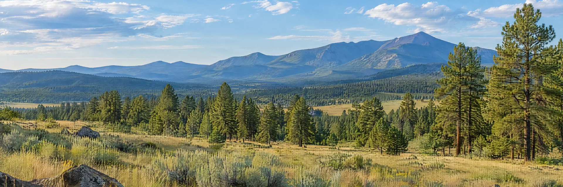 Illustration inspired by Springerville, AZ: eastern Arizona high-country grassland, ponderosa woodland and distant mountains.