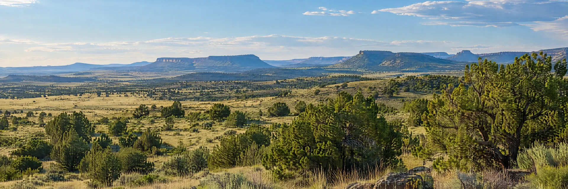 Illustration inspired by St. Johns, AZ: northeastern Arizona high desert grassland with juniper and distant low mesas.
