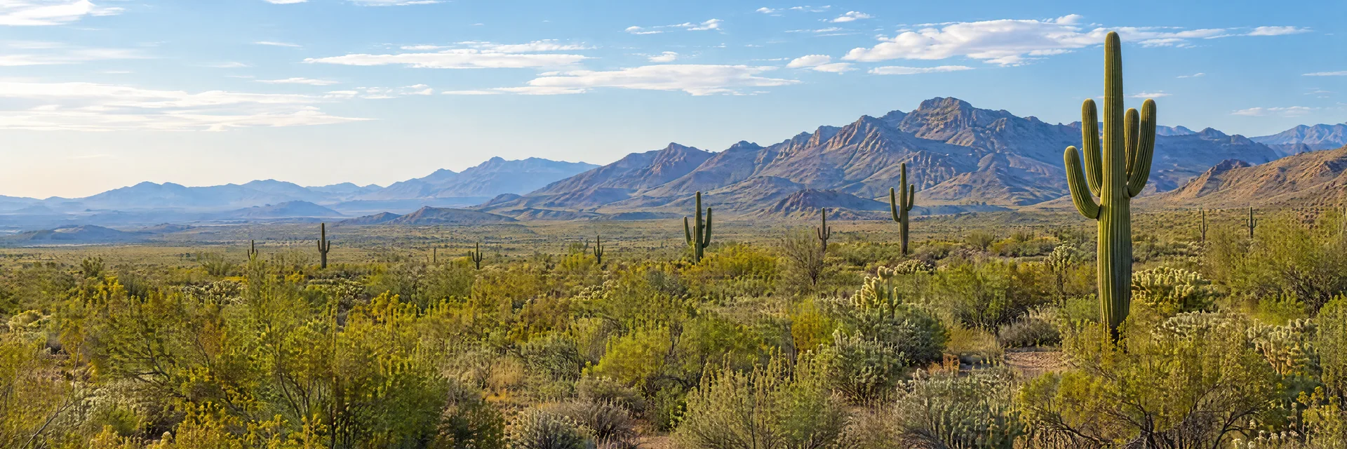 Illustration inspired by Tonopah, AZ: arizona Sonoran Desert plain with creosote, scattered saguaros and distant mountains.