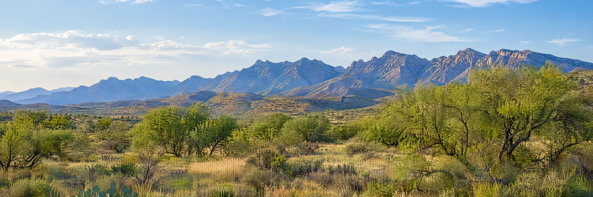 Illustration inspired by Vail, AZ: southern Arizona desert grassland, mesquite and distant rugged mountain ridges.
