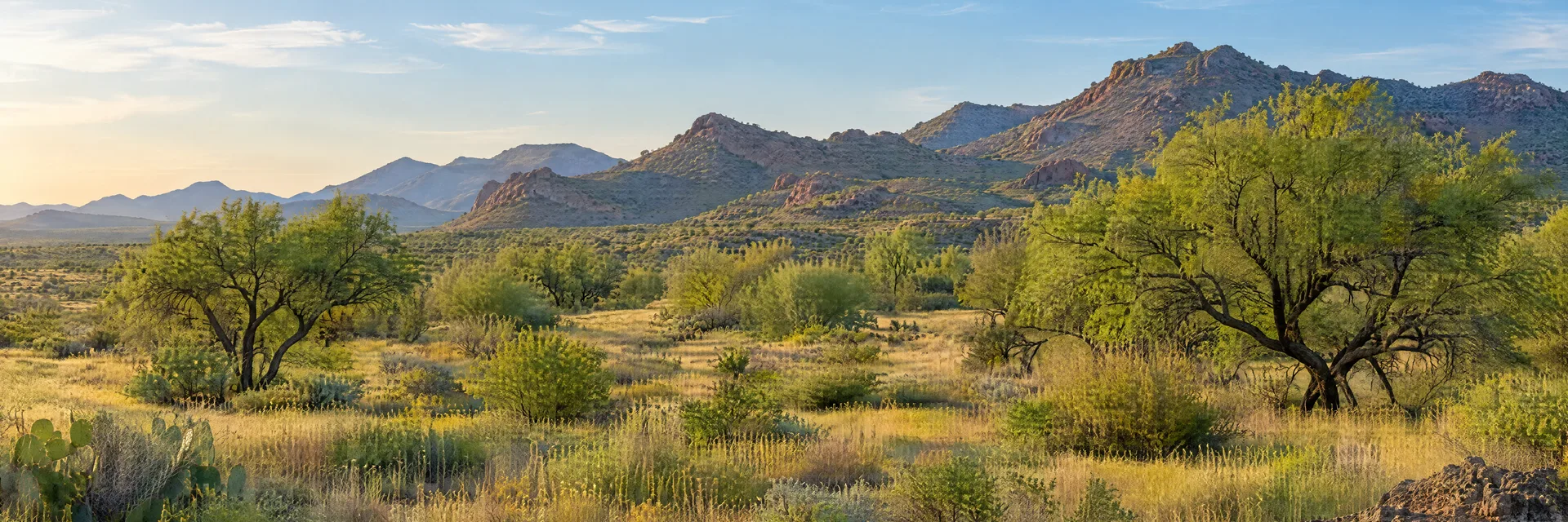 Illustration inspired by Wickenburg, AZ: arizona desert grassland, mesquite trees and rugged low mountain ridges.