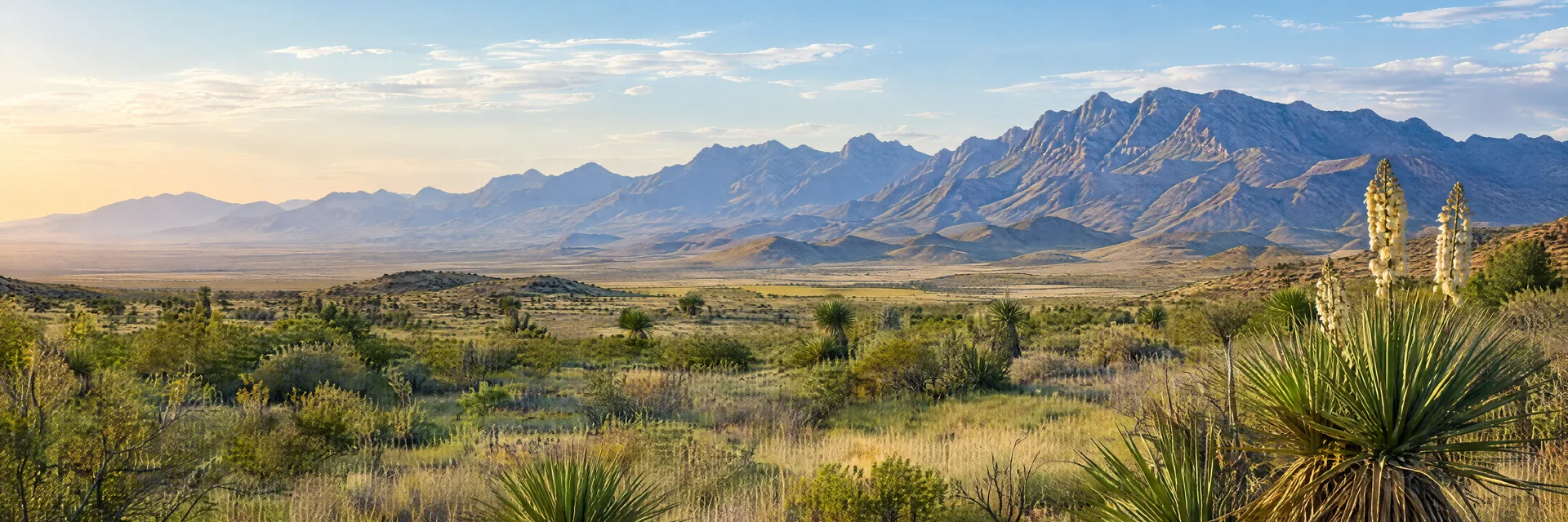 Illustration inspired by Willcox, AZ: southeastern Arizona desert grassland, yucca and distant rugged mountain ranges.