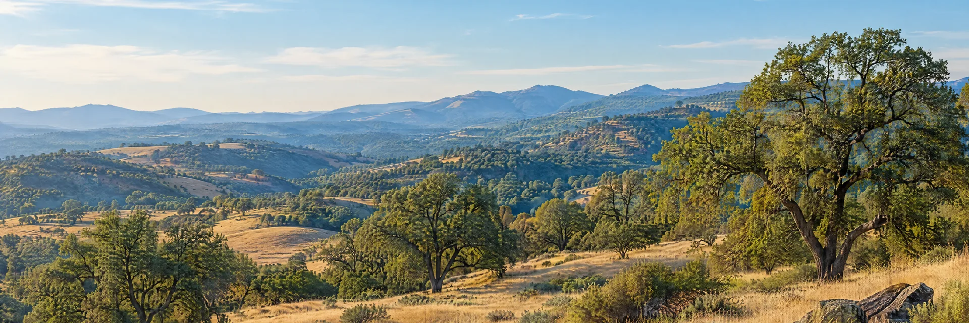 Illustration inspired by Angels Camp, CA: california Sierra foothill golden grassland, scattered blue oaks and distant hills.