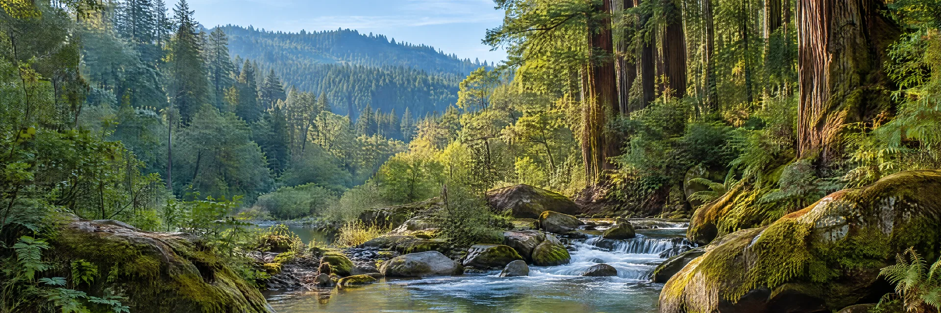 Illustration inspired by Boulder Creek, CA: california Santa Cruz Mountains redwood forest, mossy rocks and a quiet stream.