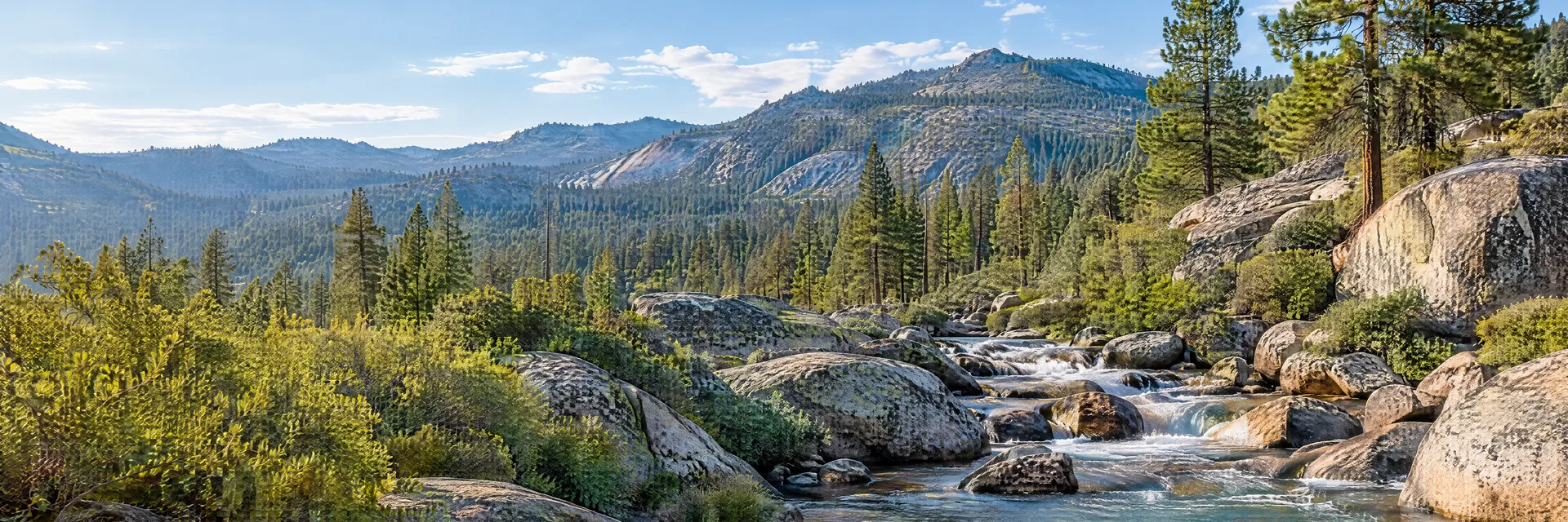Illustration inspired by Camp Nelson, CA: southern Sierra Nevada pine forest, granite boulders and clear mountain creek.