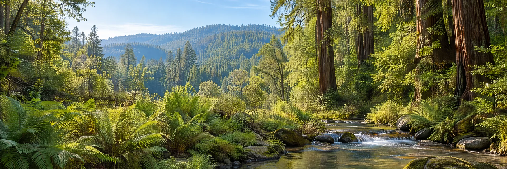 Illustration inspired by Felton, CA: santa Cruz Mountains redwood forest, sunlit fern understory and clear shallow stream.
