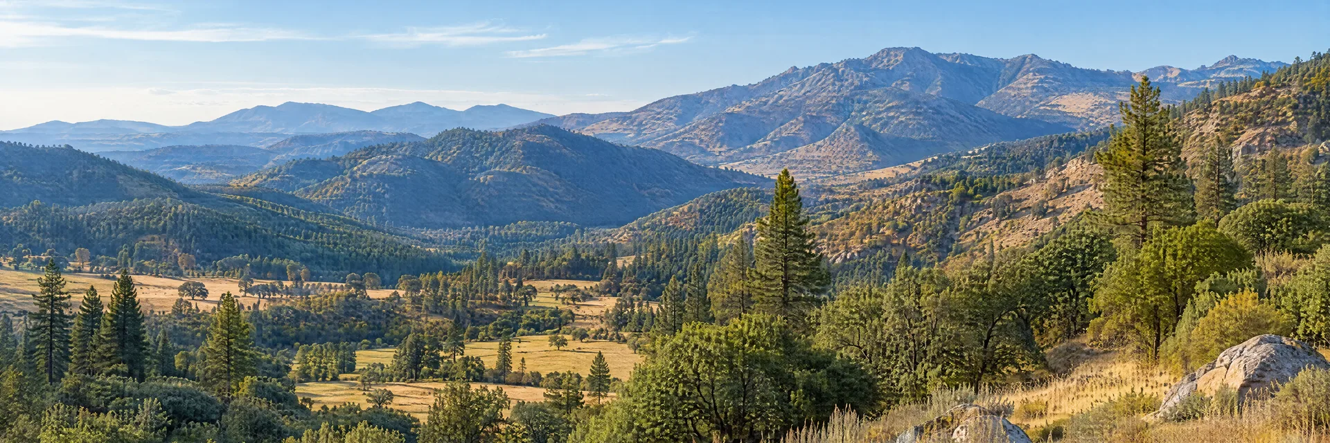 Illustration inspired by Frazier Park, CA: southern California mountain country, pine and oak woodland, golden meadow and dry forested ridges.