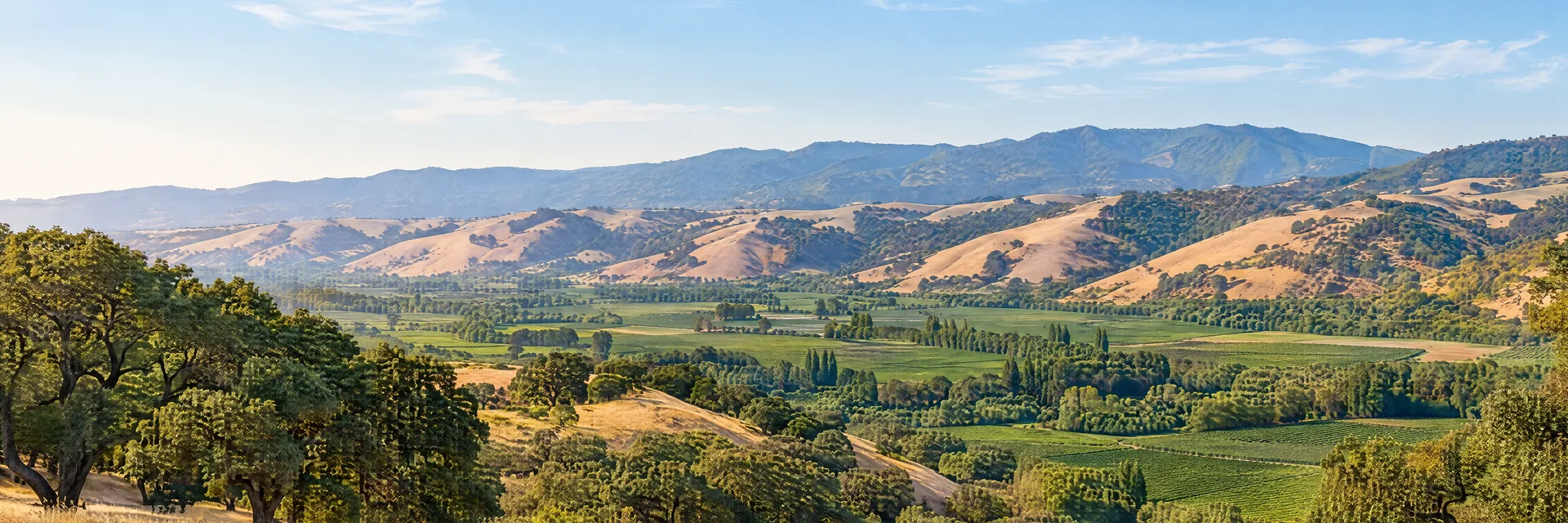 Illustration inspired by Gilroy, CA: california golden rolling hills, oak groves and green agricultural valley.