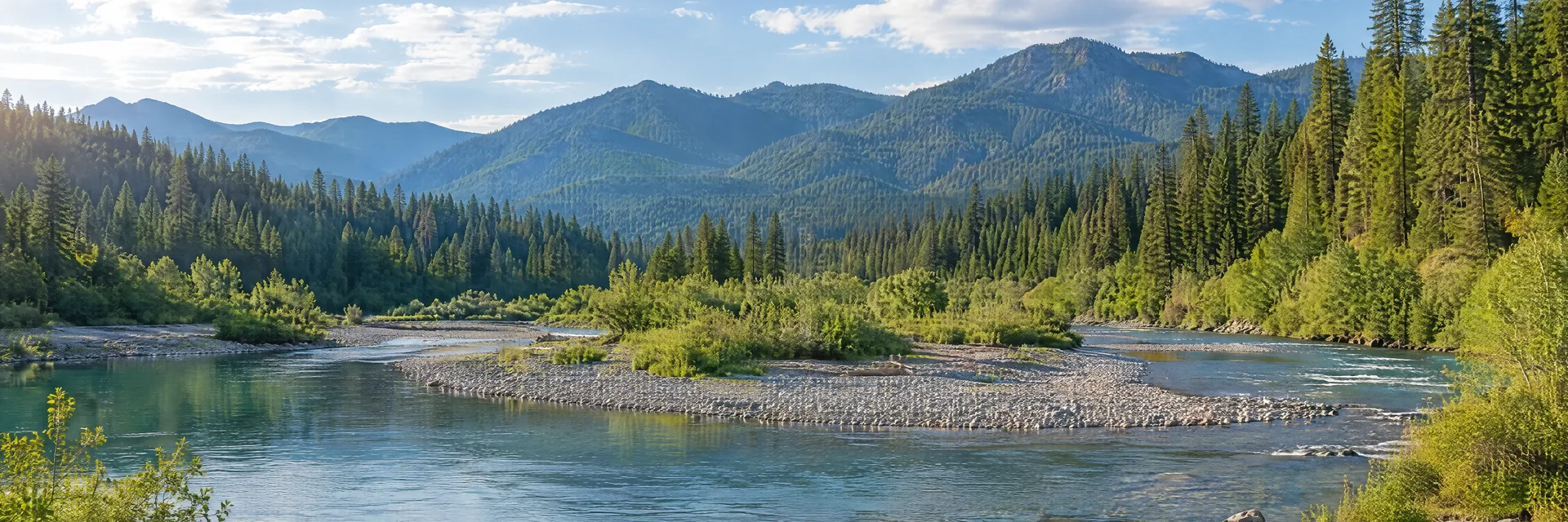 Illustration inspired by Happy Camp, CA: northern California mountain river, gravel bars and dense conifer forest.