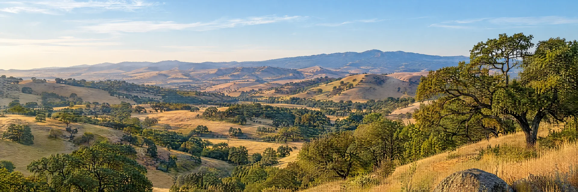 Illustration inspired by Hollister, CA: central California inland oak savanna with golden grassy hills and softly rolling rural valleys.