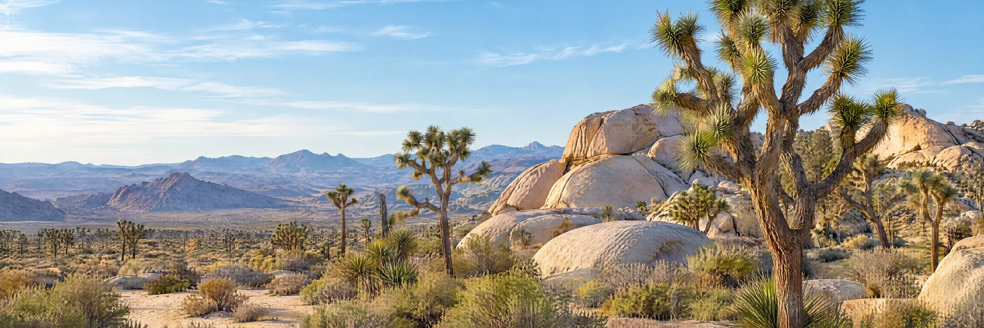 Illustration inspired by Joshua Tree, CA: mojave desert Joshua trees, pale rounded boulders and spacious sandy terrain.
