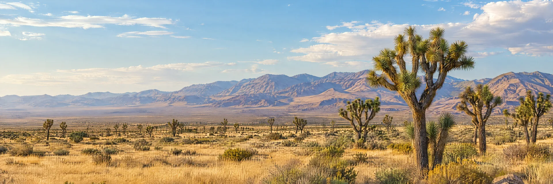 Illustration inspired by Lancaster, CA: southern California Antelope Valley, broad golden desert grassland, scattered Joshua trees and distant dry mountain ridges.
