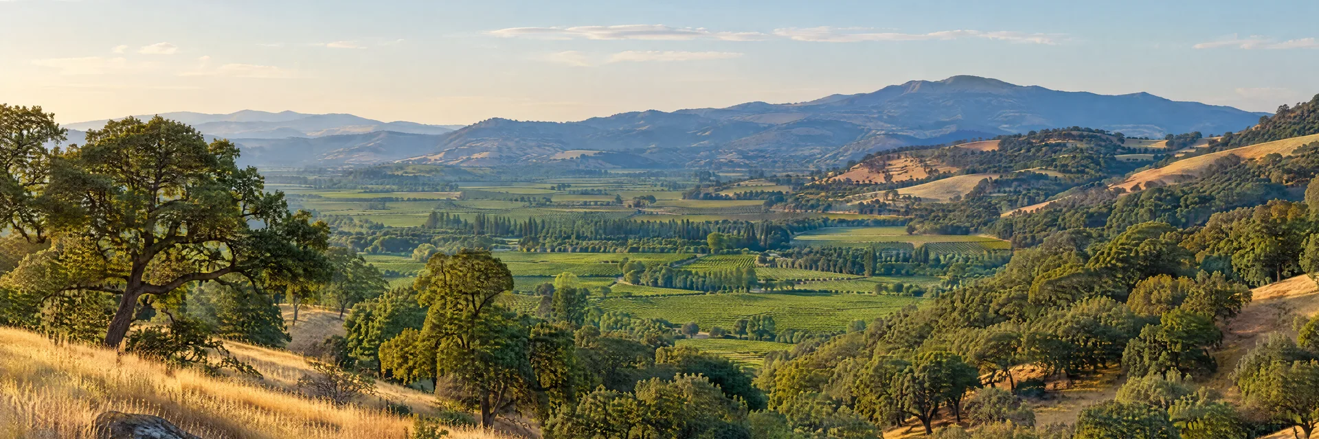 Illustration inspired by Napa, CA: northern California oak-covered rolling hills, golden grass and green agricultural valley.