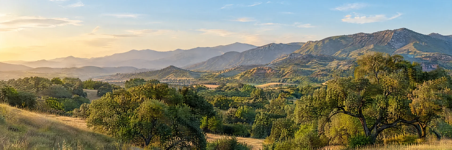 Illustration inspired by Ojai, CA: southern California inland valley, oak groves, golden meadows and rounded rugged foothills.
