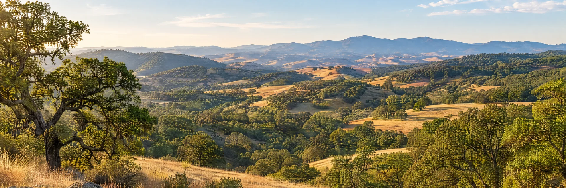 Illustration inspired by Paso Robles, CA: rolling central California oak woodland hills and golden grassland.