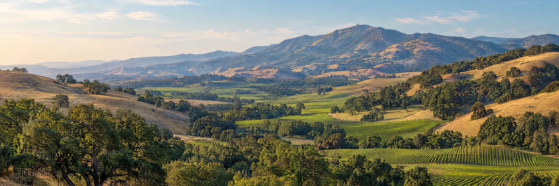 Illustration inspired by San Luis Obispo, CA: central California rolling golden hills, oak groves and green vineyard-like agricultural valley without buildings.