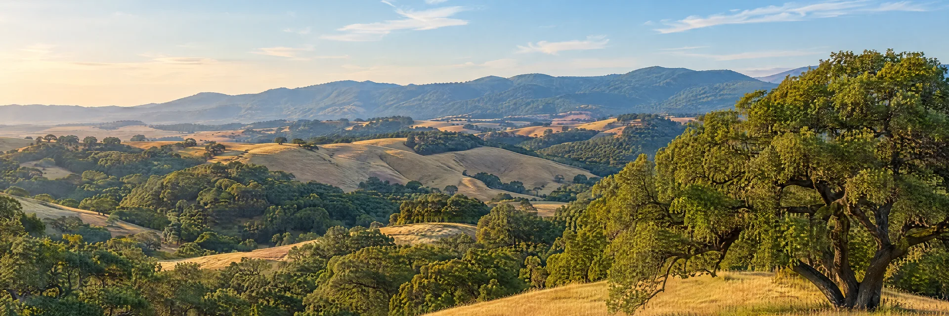 Illustration inspired by Santa Clara, CA: california Santa Clara Valley foothills, rolling golden grassland, coast live oak groves and distant rounded wooded ridges, no invented city skyline.