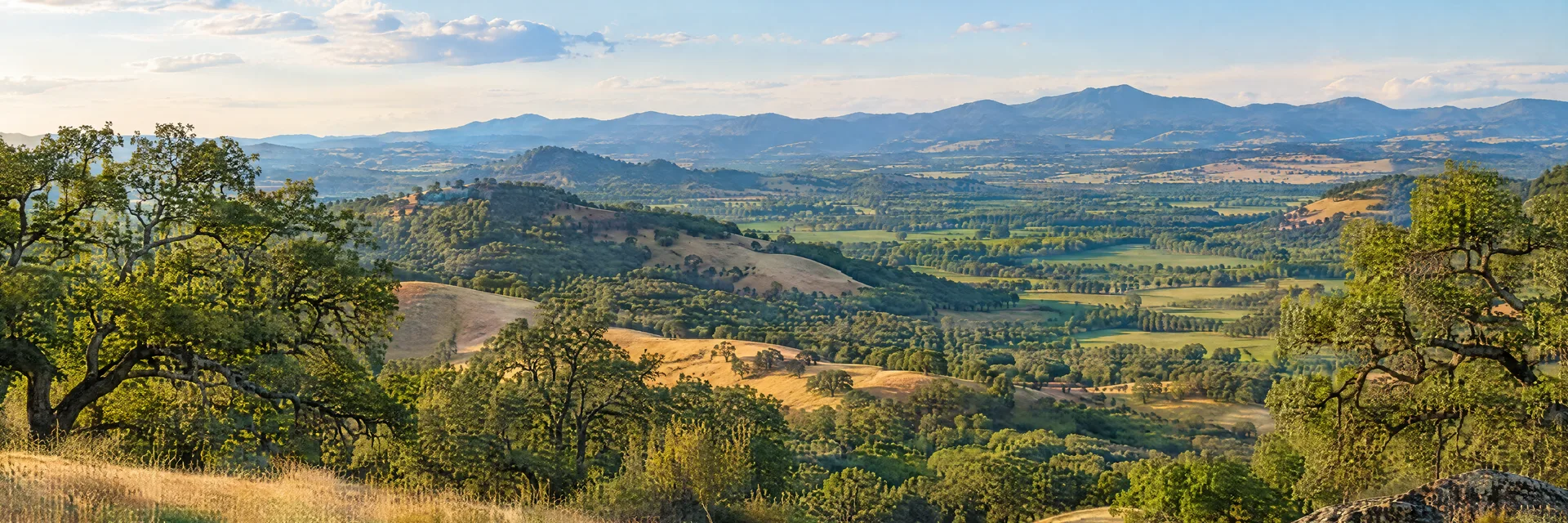 Illustration inspired by Santa Rosa, CA: northern California oak woodland, golden rolling hills and broad green valley.