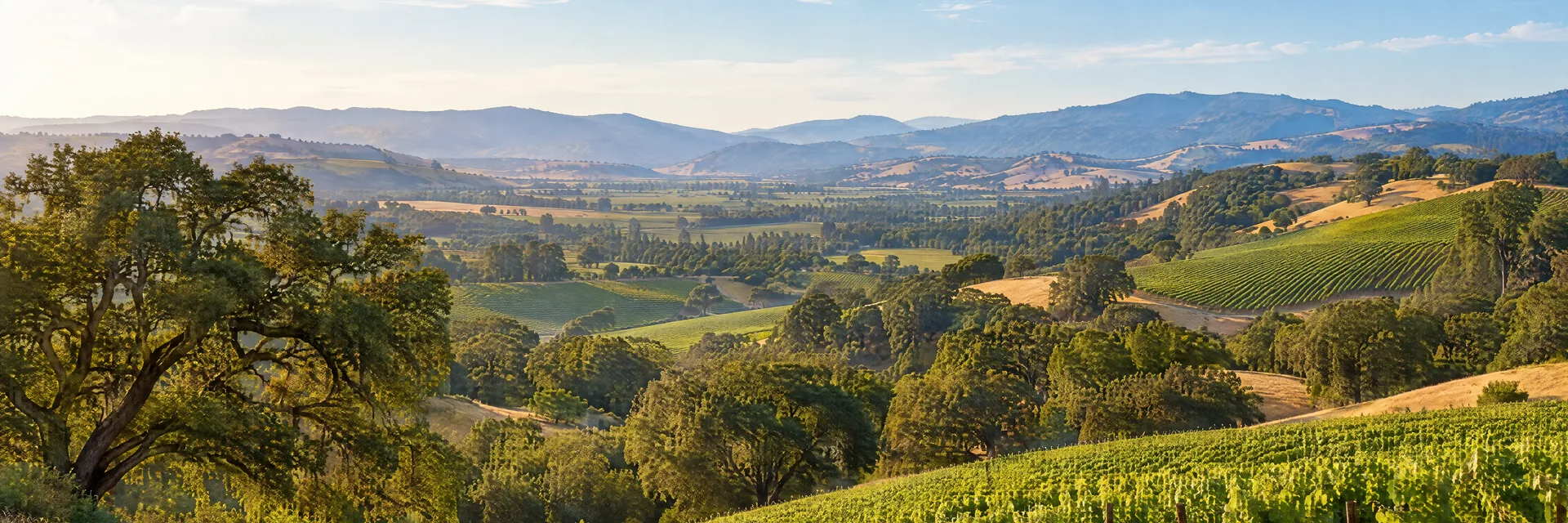 Illustration inspired by Sonoma, CA: northern California golden vineyard hills, oak groves and quiet valley.