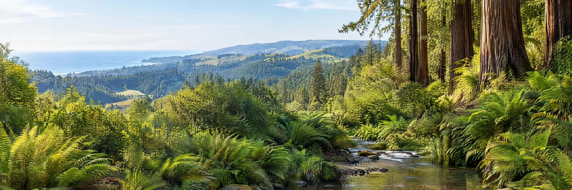 Illustration inspired by Soquel, CA: california coastal redwood woodland, fern-covered creek and softly rolling hills.