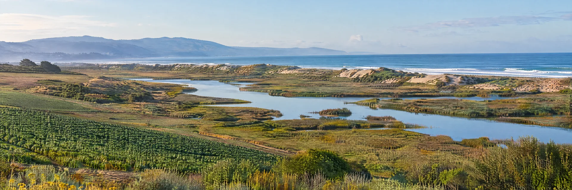 Illustration inspired by Watsonville, CA: central California coastal farmland edge with marsh, dunes and distant Pacific.
