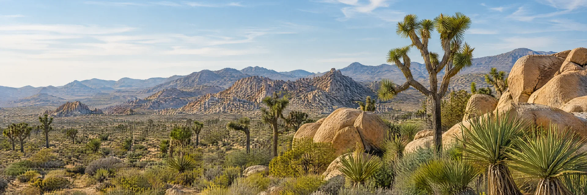 Illustration inspired by Yucca Valley, CA: mojave high desert with Joshua trees, yucca, tan boulders and rugged distant hills.