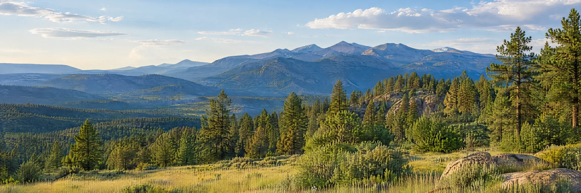 Illustration inspired by Bayfield, CO: southwestern Colorado pine woodland, grassy meadow and distant mountain foothills.