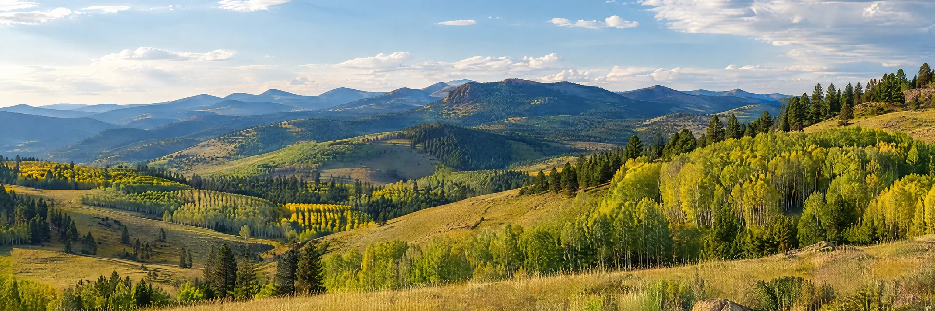 Illustration inspired by Cripple Creek, CO: colorado high-elevation southern Front Range, rolling golden-green mountain meadow, aspen groves and scattered pine ridges without named peaks.