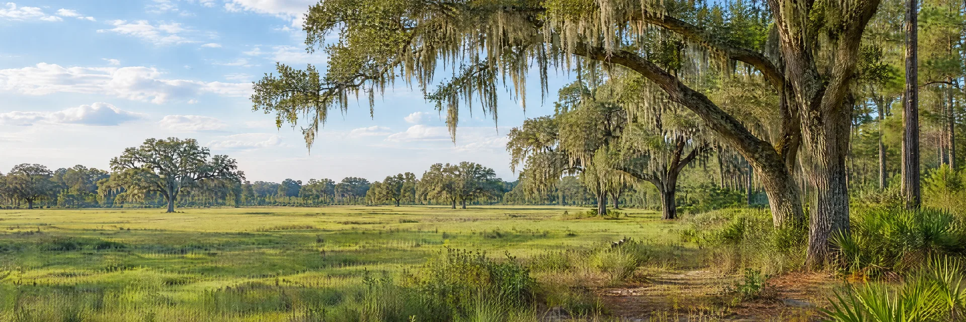 Illustration inspired by Bushnell, FL: central Florida live oaks with Spanish moss, flat green pasture and sandy woodland.