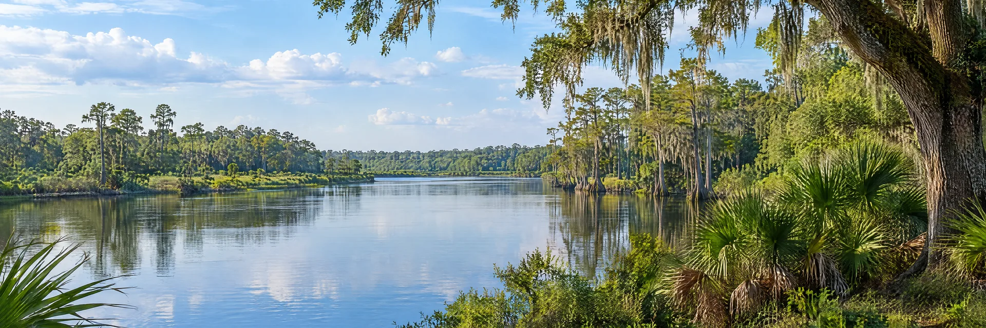 Illustration inspired by Chiefland, FL: florida Nature Coast countryside, live oaks, palmettos and a calm cypress-lined river.
