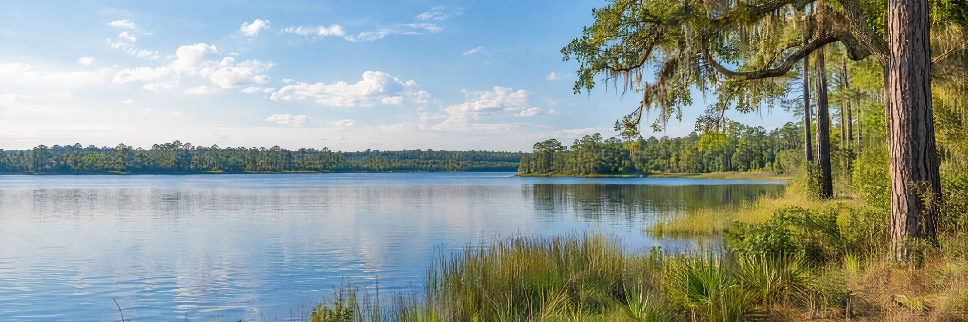 Illustration inspired by Defuniak Springs, FL: northwestern Florida inland countryside, quiet freshwater lake, longleaf pines, live oaks and low grassy shoreline.