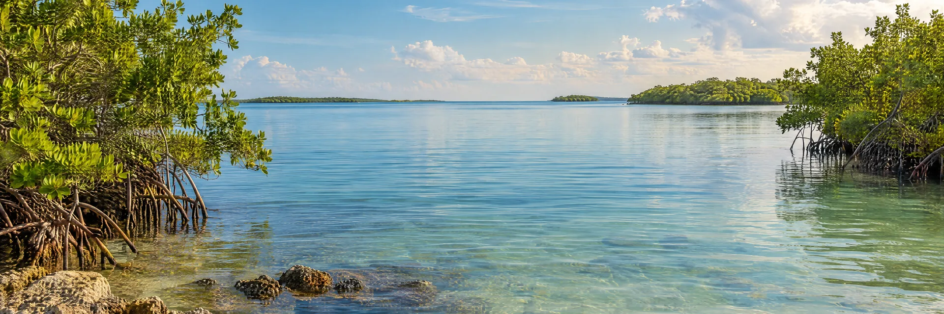 Illustration inspired by Fort Myers, FL: southwest Florida mangrove shoreline beside calm Gulf shallows.