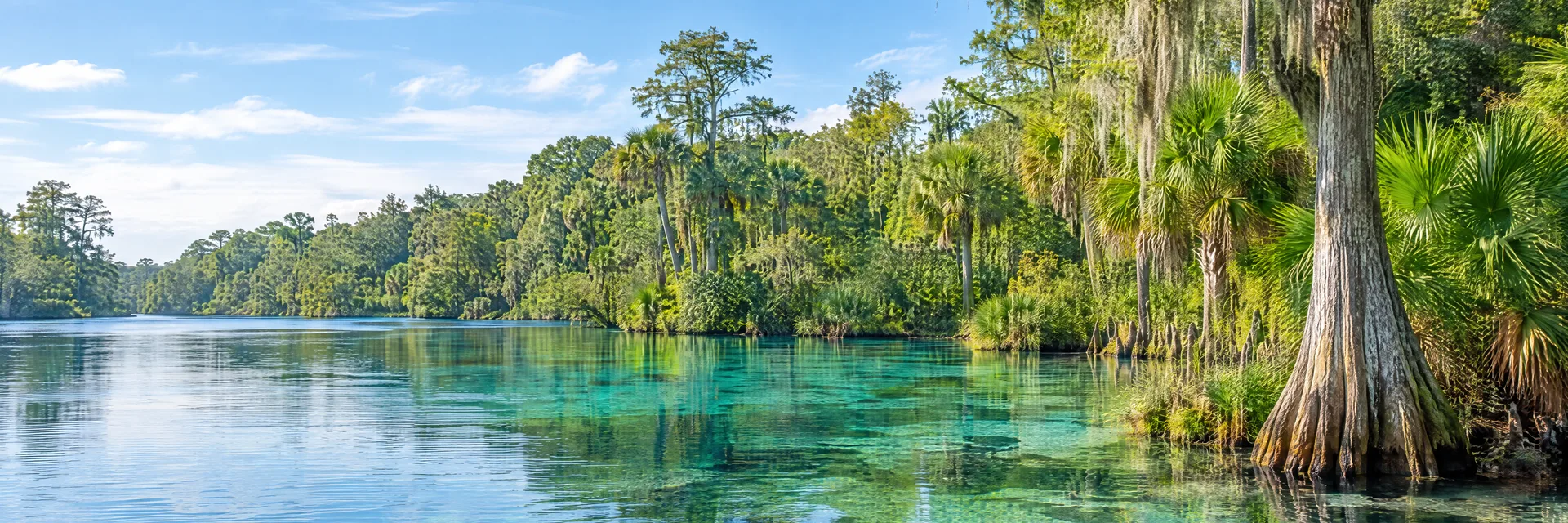Illustration inspired by Homosassa Springs, FL: florida spring country with clear blue-green freshwater, cypress trees, palms and dense subtropical woodland.