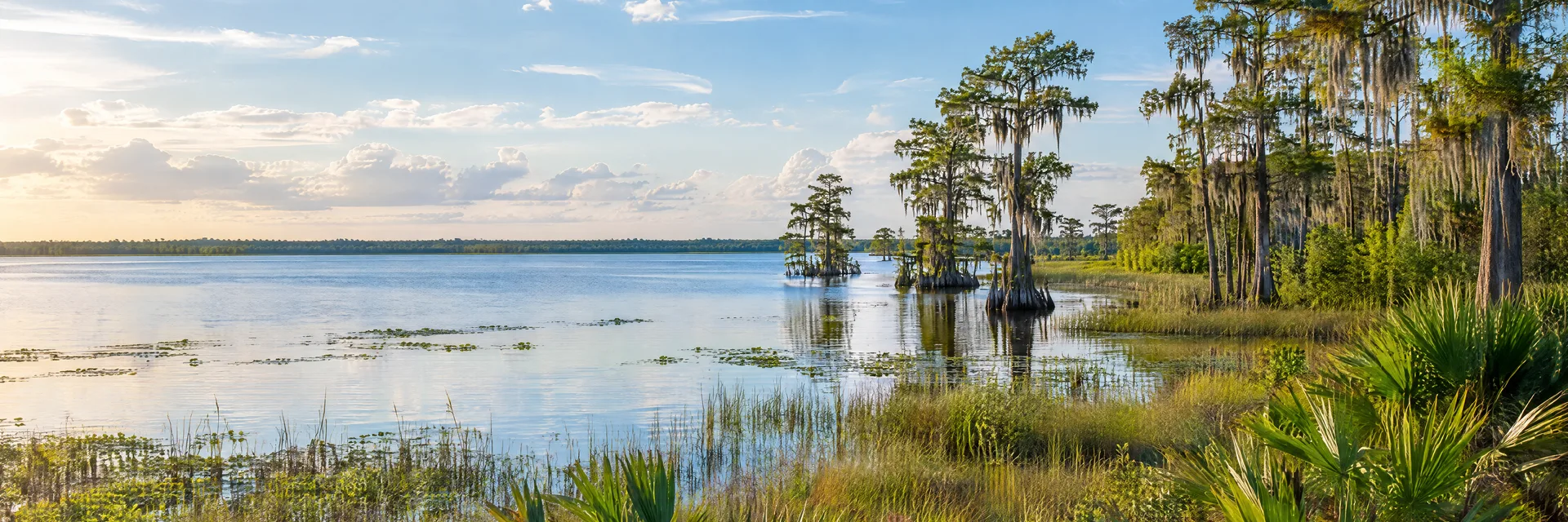 Illustration inspired by Kissimmee, FL: central Florida flat freshwater lakeshore, cypress trees, palmettos and open wet prairie.