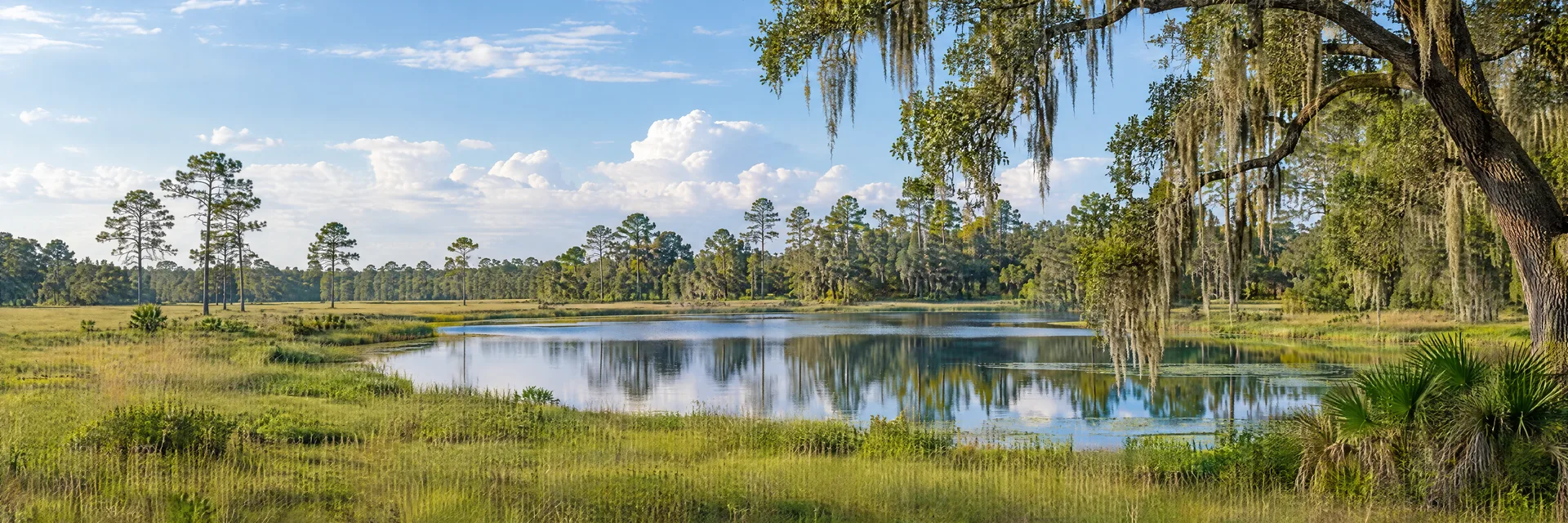 Illustration inspired by Madison, FL: northern Florida countryside, flat grassy meadow, mature live oaks with Spanish moss, longleaf pines and a quiet freshwater pond.