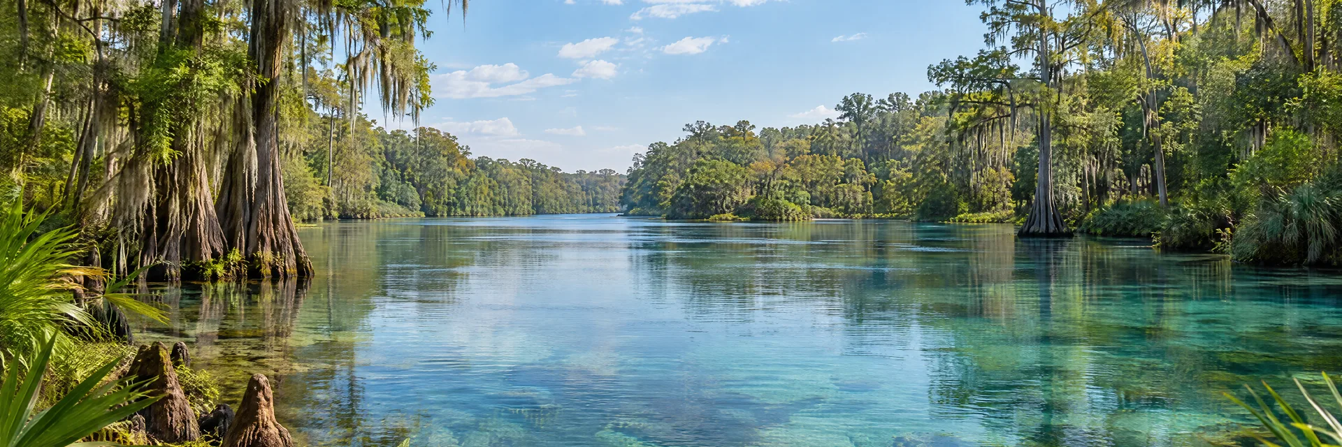Illustration inspired by Ocala, FL: clear spring-fed Florida river with cypress trees and lush subtropical forest.