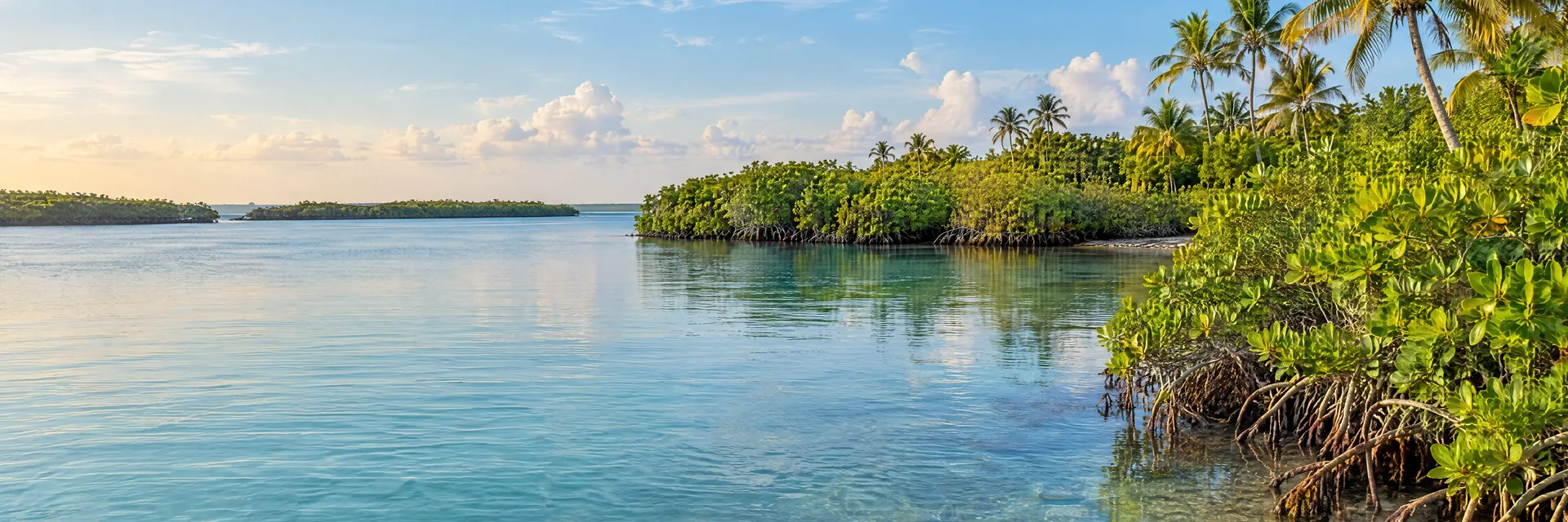 Illustration inspired by Ocean Breeze, FL: florida Treasure Coast sheltered lagoon, mangroves and coastal palms.