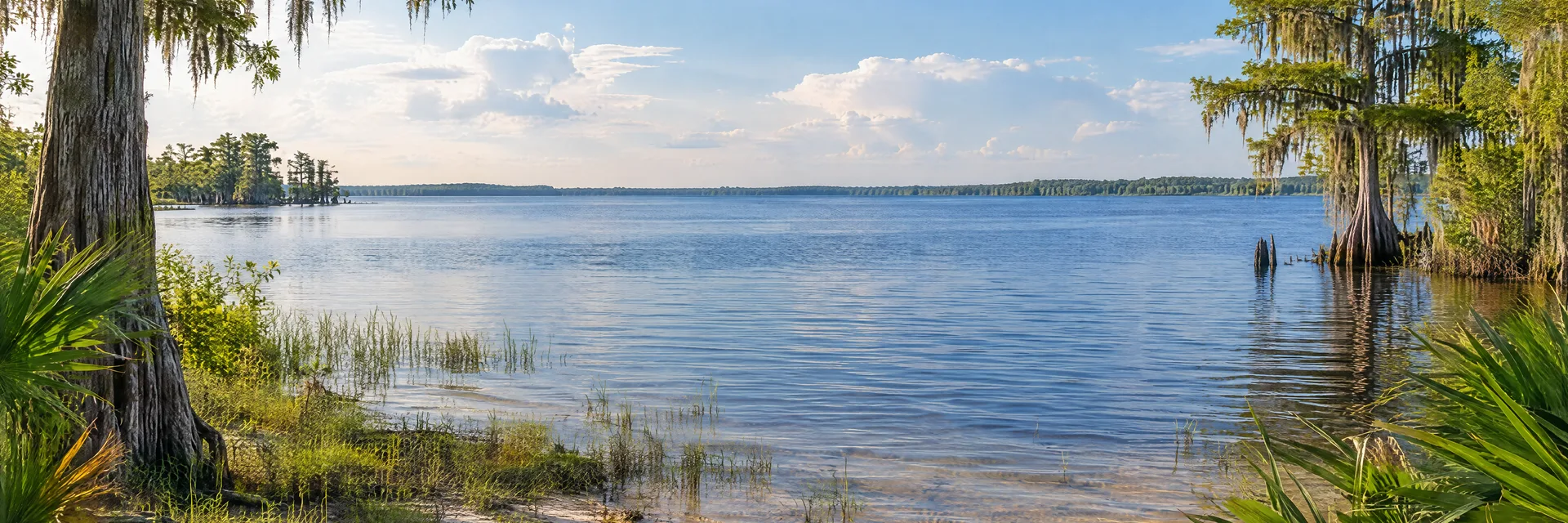 Illustration inspired by Sebring, FL: central Florida freshwater lake with sandy shore, cypress and palmetto.