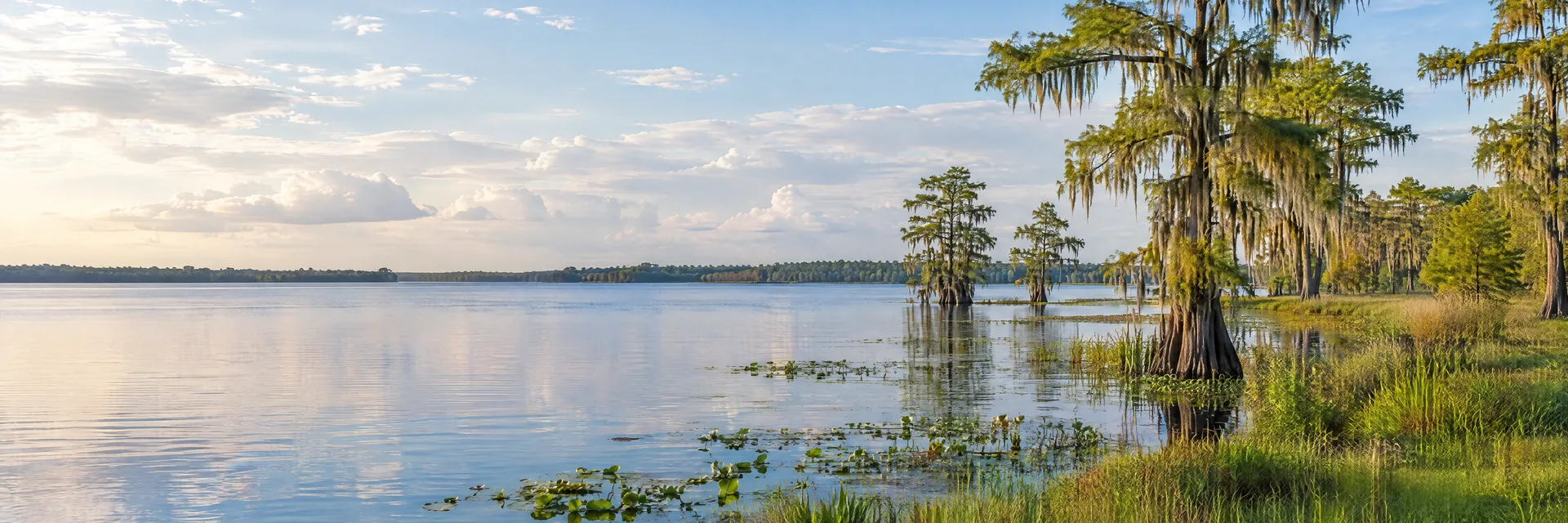 Illustration inspired by St. Cloud, FL: central Florida broad freshwater lake, cypress trees and grassy flat shoreline.