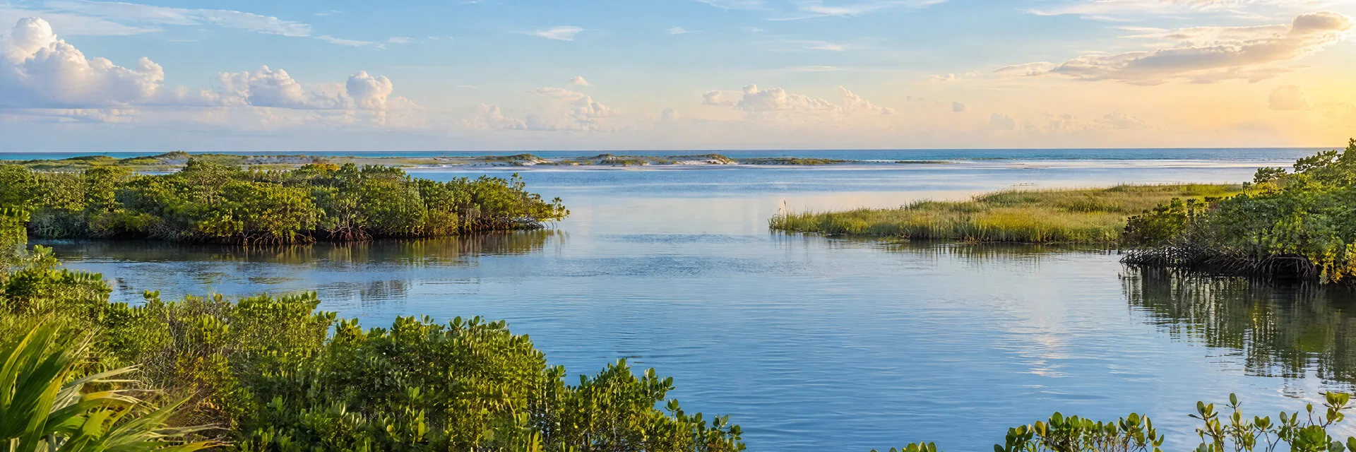 Illustration inspired by Titusville, FL: florida Atlantic lagoon with mangroves, salt marsh and distant barrier shore.