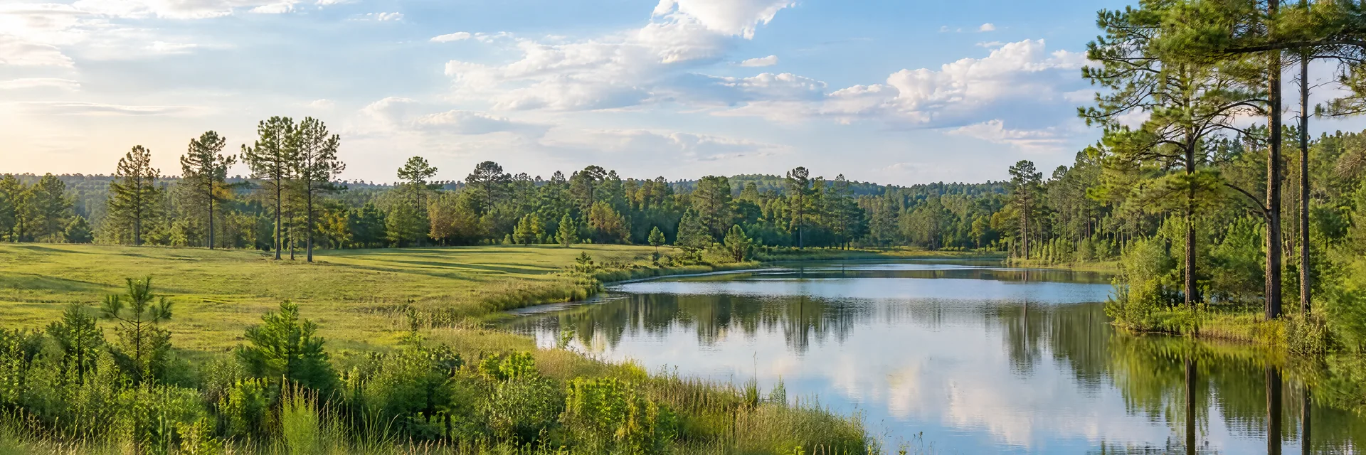 Illustration inspired by Perry, GA: central Georgia pine woodland, open green pasture and quiet pond.