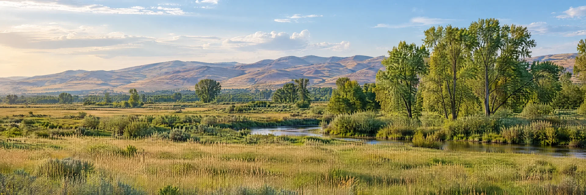 Illustration inspired by Meridian, ID: treasure Valley open grassland with cottonwood trees and distant low dry Boise foothills.