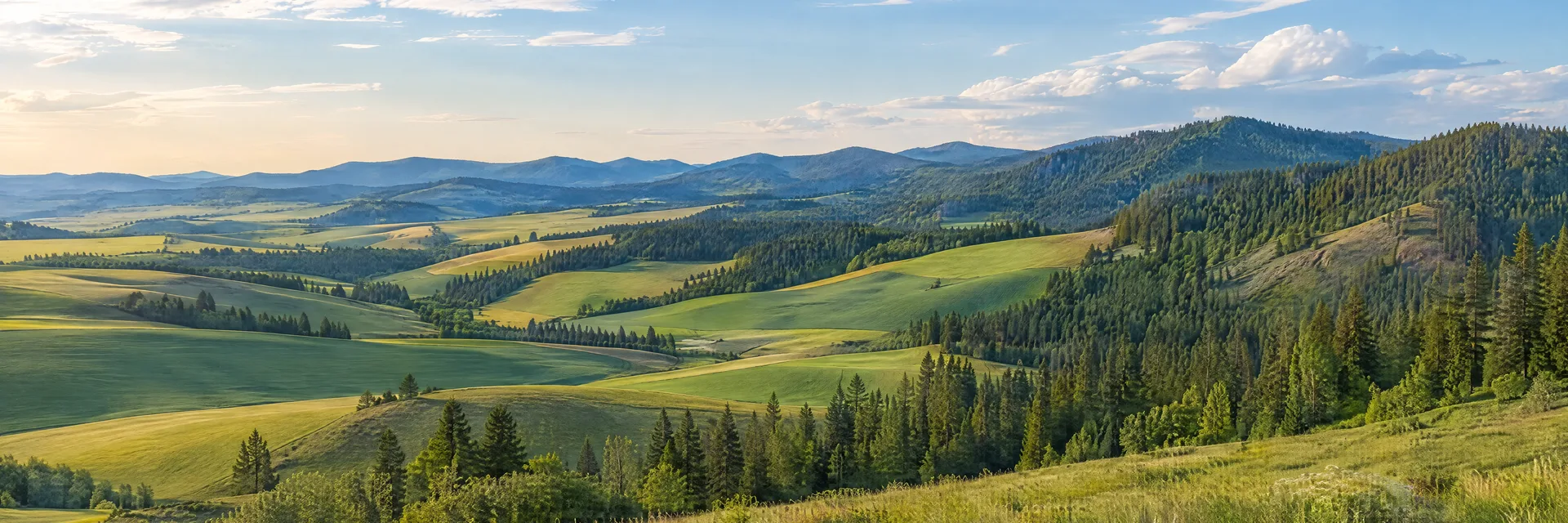 Illustration inspired by Viola, ID: northern Idaho Palouse rolling grassy hills and patchwork fields meeting wooded pine-covered uplands.