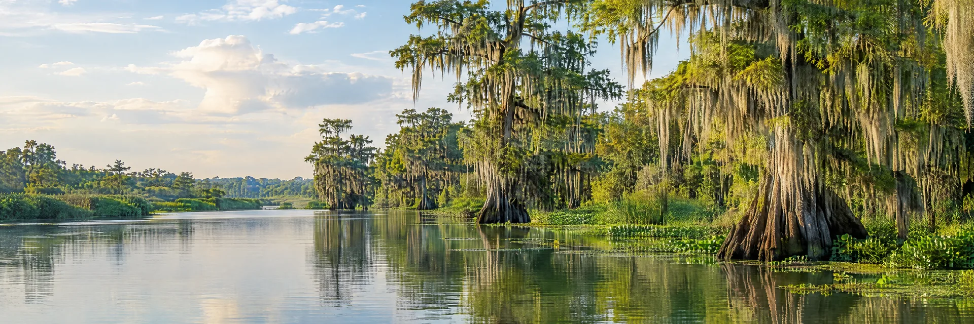 Illustration inspired by Breaux Bridge, LA: louisiana bayou with cypress trees, hanging Spanish moss and calm green water.